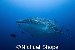 Big Fish, Big Fun!!! by Michael Shope 